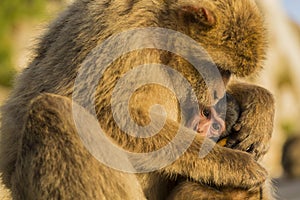 A baby berber monkey with its mother in Gibraltar