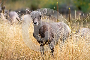 Baby Big Horn Ram in Waterton Canyon Colorado