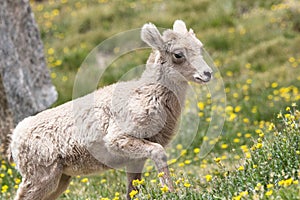 Baby Big Horn Sheep in a field of flowers at Mt. Evans, Colorado