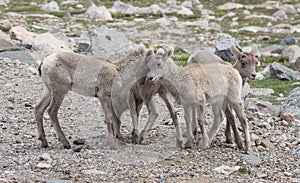 Baby Bighorn Sheep on Mt. Evans in Colorado