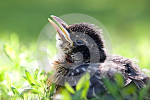 Un bambino uccello 