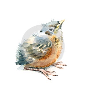 Baby Bird American Robin Watercolor Hand Painted Illustration Isolated on white background