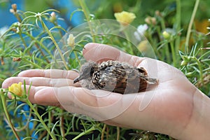 Baby bird Geopelia striata on the hand