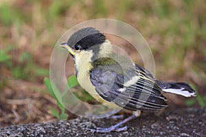 Baby bird - Great Tit aka Parus Major