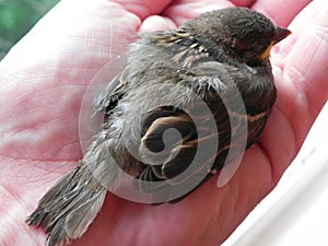 Baby bird in the hands of rights. A small bird fell from the nest and the man found it.  Details and close-up.