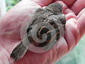 Baby bird in the hands of rights. A small bird fell from the nest and the man found it.  Details and close-up.