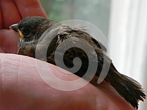 Baby bird in the hands of rights. A small bird fell from the nest and the man found it.  Details and close-up.