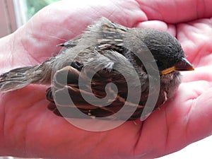 Baby bird in the hands of rights. A small bird fell from the nest and the man found it.  Details and close-up.