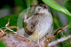 Baby bird - horinzontal photo
