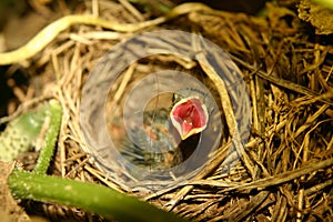 Baby bird hungry! - open beak