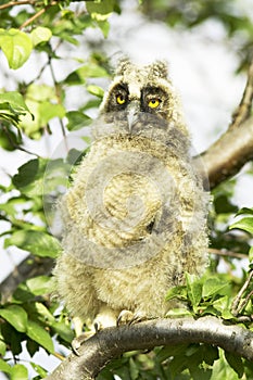 A baby bird of long-eared owl (Asio otus)