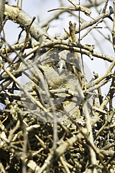 A baby bird of long-eared owl (Asio otus)