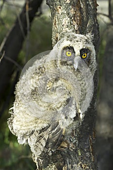 A baby bird of long-eared owl (Asio otus) in the tree
