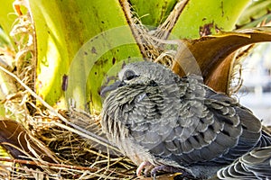 Baby bird; a Mourning Dove Nesting in a Palm Tree