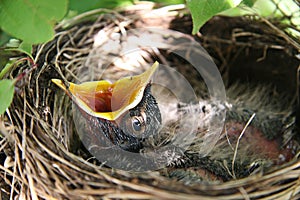 Baby bird in nest