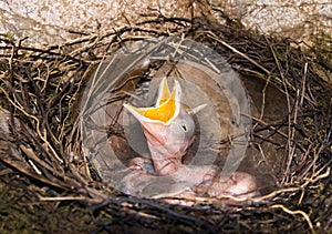 Baby bird in nest crying