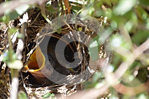 Baby bird in a nest in a hill