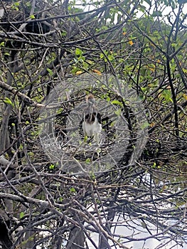 baby bird in nest and perched in tree