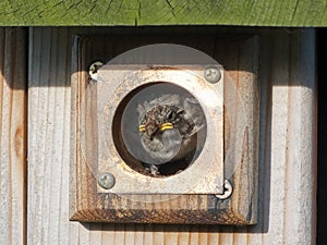 Baby Bird Peeks Out from Birdhouse