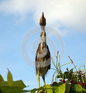 A baby bird perched on tropical foliage in a garden on bequia