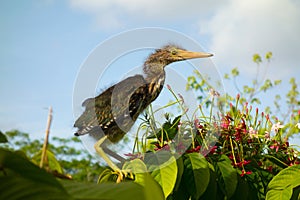 A baby bird perched on tropical foliage in a garden on bequia