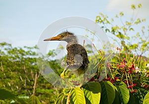 A baby bird perched on tropical foliage in a garden on bequia