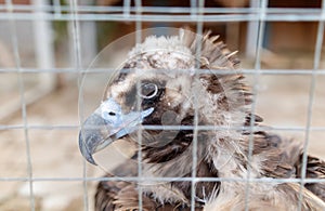 A baby bird is sitting in a cage with a wire mesh