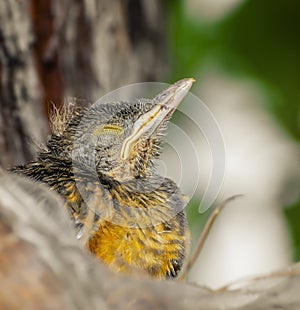 Baby bird sleeping with closed eyes