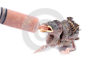 Baby bird sparrow eating food in syringe.Sparrows eat for dividing the syringe.