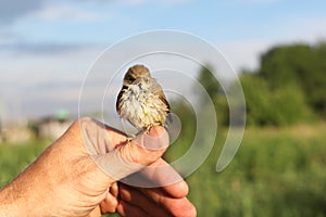 Baby bird of a thrush in a duckweed sitting on a finger