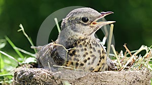 Baby bird thrush Fieldfare sitting in a nest on a sunny summer day