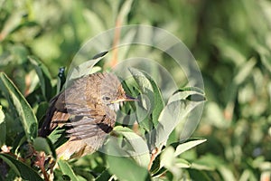 The baby bird of a thrush sitting on a branch