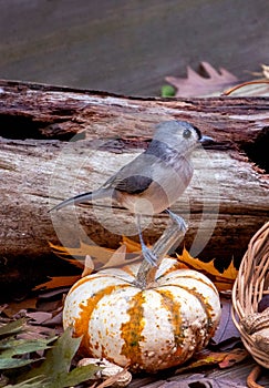 Baby bird on a tiny pumpkin