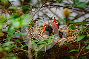 Baby Bird on a Tree in a Nest