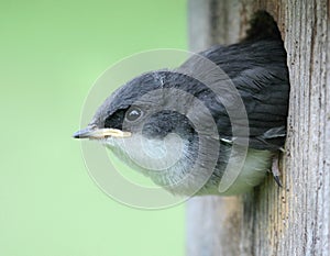 Baby Bird - Tree Swallow photo