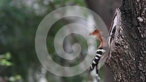 Baby bird waiting food from parent in a nest in a tree hole