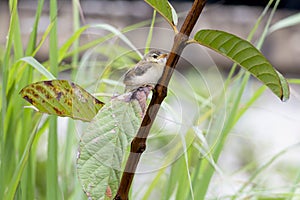 Baby bird Yellow-bellied Prinia or Prinia flaviventris on green leaves in the garden, it is a species of bird in the Cisticolidae
