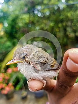 Baby Birds