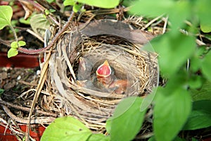 Baby birds