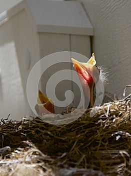 Baby Birds