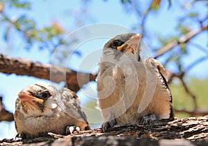 Baby Birds from Africa - Shrike, Helmeted