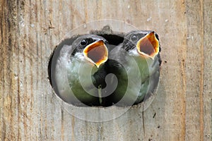 Un nino observación de aves en pájaro casa 