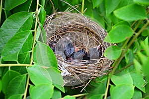 Baby birds in Bird's nest