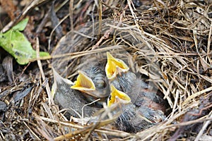 Baby birds of a bluethroat in a nest