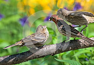 Baby birds compete for food from parent