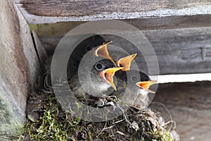 Baby birds Eastern Phoebe\'s in nest