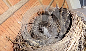 THE BABY BIRDS HAVE OUTGROWN THEIR NEST, TIME TO FIND A BIGGER NEST