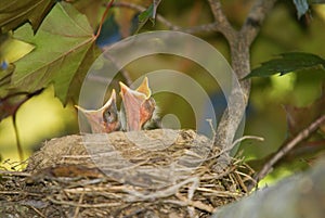 Baby Birds Looking to Eat