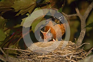 Baby Birds Mother Robin Feeding Chick