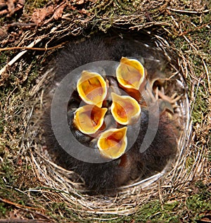 Baby birds in nest